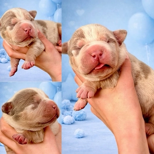 American Bully XXL   XL