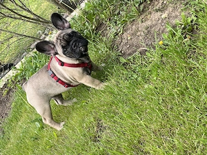 Französische Bulldoggen Welpe