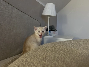 BKH-Bengal-Mix - 13 Wochen alt sucht neues liebevolles Zuhause