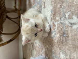 BKH-Bengal-Mix - 13 Wochen alt sucht neues liebevolles Zuhause