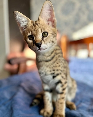 Wunderschönes Savannah-Kätzchen zu verkaufen 