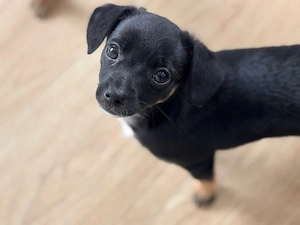 ab sofort suchen zwei süße Welpen ihr Zuhause für immer