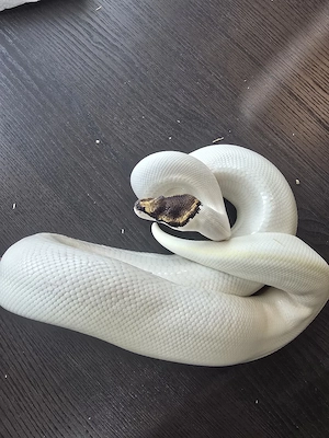 Königspython Enchi Ivory paradox 0.1