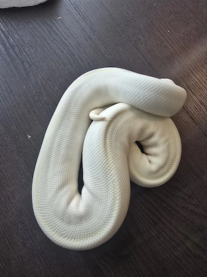 Königspython Enchi Ivory paradox 0.1 Bild 3