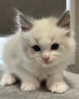 Ragdoll-Kätzchen zu verkaufen   TICA-registriert