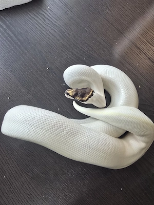 Königspython Enchi Ivory paradox 0.1 Bild 2