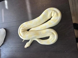 Königspython Albino 0.1