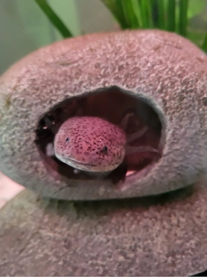 Axolotl männlich