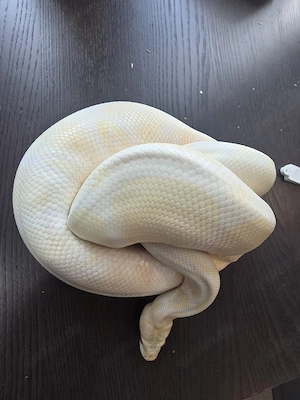 Königspython Albino 1.0