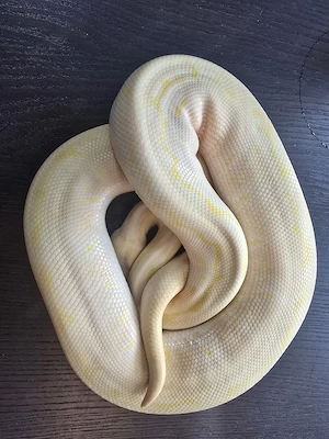 Königspython Albino Pinstripe 1.0