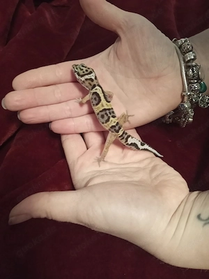 Leopardgeckos männlich 