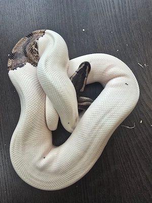 Königspython Piebald  1.0