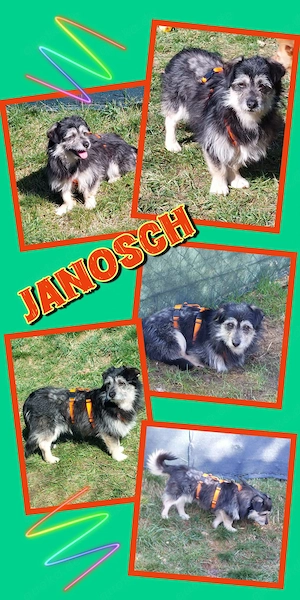 kleiner, lieber Rüde "Janosch" sucht ein liebevolles neues Zuhause