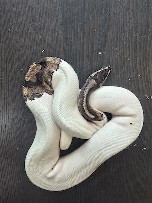 Königspython Piebald  1.0