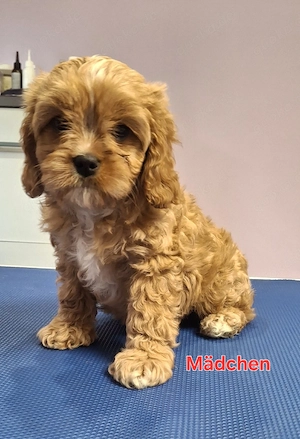Wunderschöne Cavapoo-Welpen suchen liebevolles Zuhause