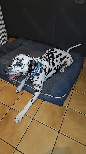 Dalmatiner Rüde kastriert DRINGEND 