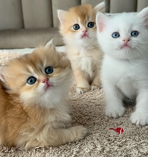 Wunderschönes Perserkätzchen zu verkaufen 