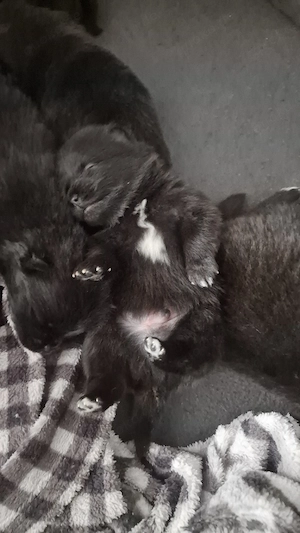 Reinrassige Pomeranian Bärchen 