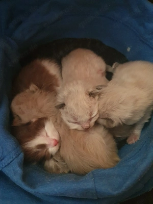 Heilige Birma Kätzchen Bild 7