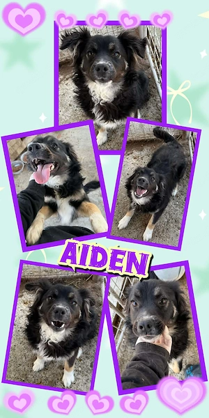 fröhlicher, lustiger, menschenbezogener, hübscher Rüde "Aidan" sucht ein liebevolles Zuhause