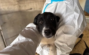 Freundlicher und verspielter Welpe Silvester sucht ein Zuhause