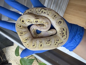 1.0 Super Pastel Vanilla Phantom Clown ENZ 2025