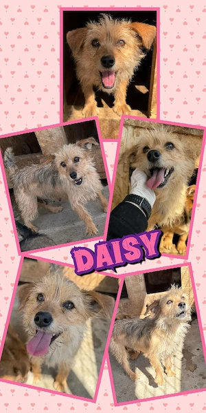 kleine, liebe, wunderschöne, menschenbezogene Hündin "Daisy" sucht ein liebevolles Zuhause