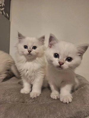 Britische Kitten mit himmelblau Augen