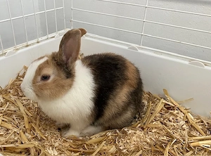 Extrem süsses, junges Kaninchen