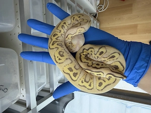 1.0 Superpastel Enchi Phantom Clown poss Vanilla