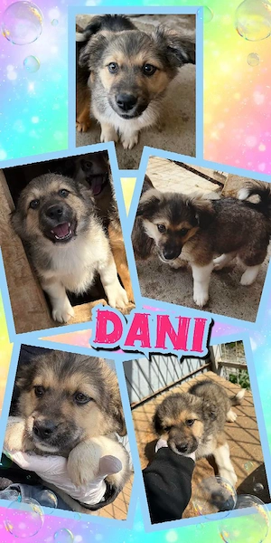zuckersüßes, kleines Welpenmädchen "Dani" sucht ein liebevolles Zuhause 