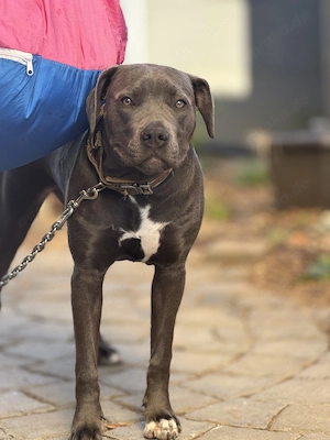  Cane Corso Mischlingshündin sucht liebevolles Zuhause
