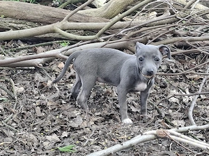 Chihuahua - Dackel Welpen