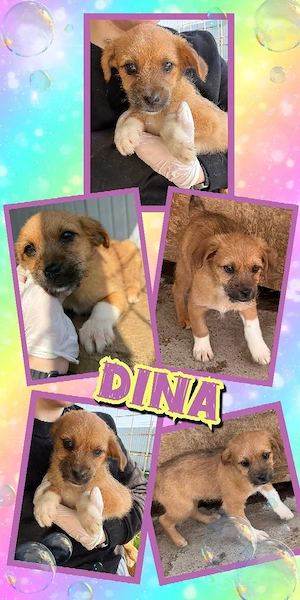 kleines, wunderschönes Welpenmädchen "Dina" hast Du ein Körbchen für mich frei ?