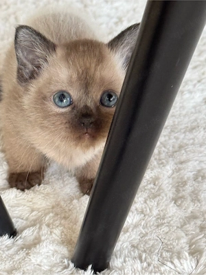 Siam kitten 
