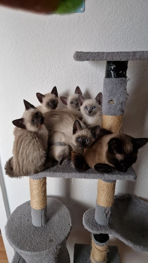 Siamkitten  Reinrassige 