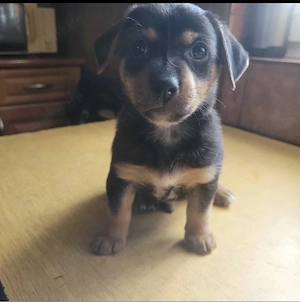 Kleines Herz auf vier Pfoten sucht ein liebevolles Zuhause   