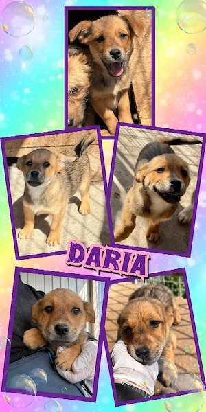 bezauberndes, kleines Welpenmädchen "Daria" sucht ein liebevolles Zuhause