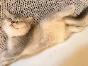 Britisch Kurzhaar Kitten 