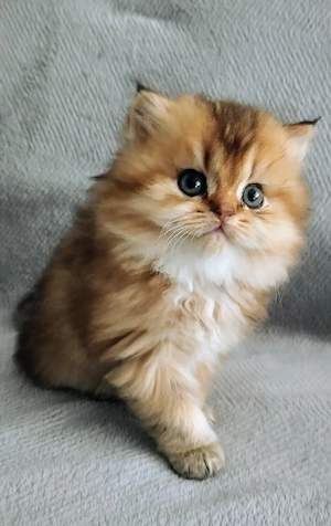 BKH BLH Kitten mit Stammbaum 