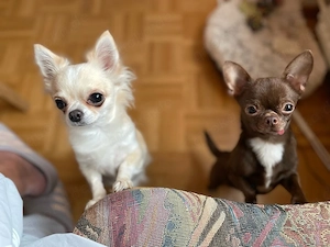 Suche Mini Chihuahua Hündin bis 1600g möglichst 1 Jahr