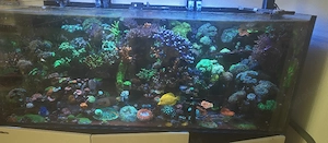 Meerwasser Korallen  Bild 3