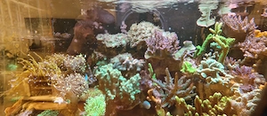 Meerwasser Korallen  Bild 4