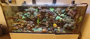 Meerwasser Korallen  Bild 5