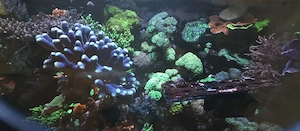 Meerwasser Korallen  Bild 2