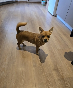 Kleiner Rocky sucht für immer Zuhause