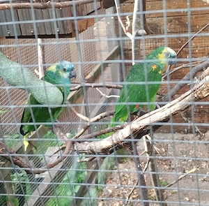 Papageien zu verkaufen 