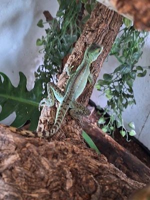 0.0.1 Stirnlappenbasilisk 