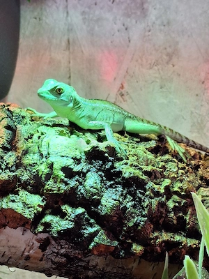 0.0.1 Stirnlappenbasilisk 