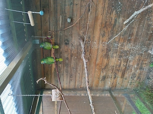 Papageien zu verkaufen 